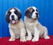 St. Bernard puppies (сенбернара щенков предлагает )