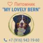 Щенки бернских зенненхундов
