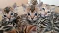 Котята Бенгальские от титулованных родителей