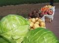Доставка овощей зимой с утепленного хранилищаНужны свежие и вкусные овощи зимой? «Сатурн-2» реализует с/х продукцию урожая 2023 года, которую наши покупатели получают с надежных и современных овощехранилищ. Для каждого вида продукции созданы оптимальные у
