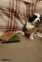 Щенки vосковской сторожевой