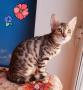 Бенгальские котята и котята породы Саванна из питомника