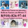Щеночки хаски разных окрасов