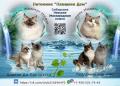 Котята Невской маскарадной кошки