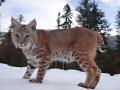 Продажа красивых котят,с родословной-zxxaq
