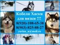 Яркие кобелёчки хаски для вязки