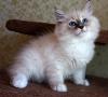 Невские маскарадные котятки, пушистые, ласковые и синеглазые ждут Вас!