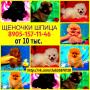 Яркие померанцы щеночки
