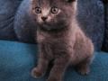 Продам чистокровных котят