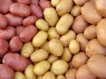 Продажа картофеля мелким и крупным оптом
