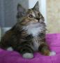 Котята Курильского бобтейла от красивых родителей