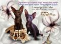 Котята ориентальной породы