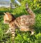 Бенгальские котята. Котлас