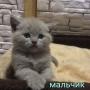 КОТЕНОК британский короткошерстный