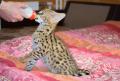 Домашние котята Сервала, с документами