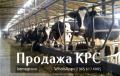 Продажа коров дойных,нетелей молочных пород 1 500 голов КРС.