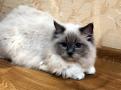 Котята редкой породы Рэгдолл
