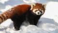 Продам  малую панду  (кошачий медведь или красная панда)