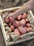 Июльский урожай ранней картошки на Алтае уже в продаже