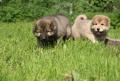 Породистые щенки Кавказской Овчарки